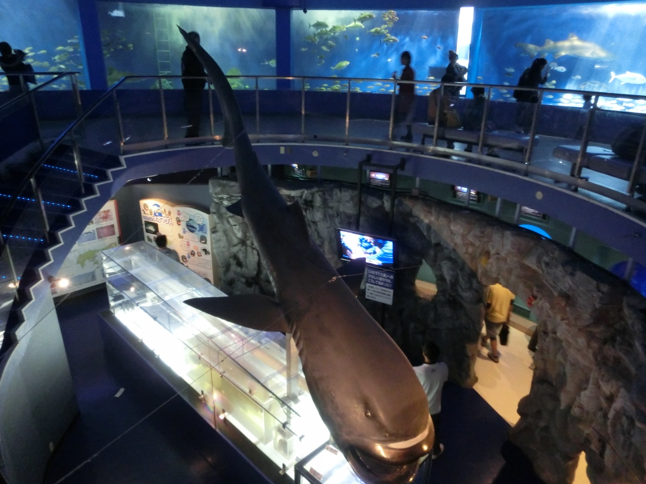 三浦半島と水族館 神奈川県の旅行記 ブログ By まーがりんさん フォートラベル 三浦半島と水族館 神奈川県の旅行記 ブログ By まーがりんさん フォートラベル