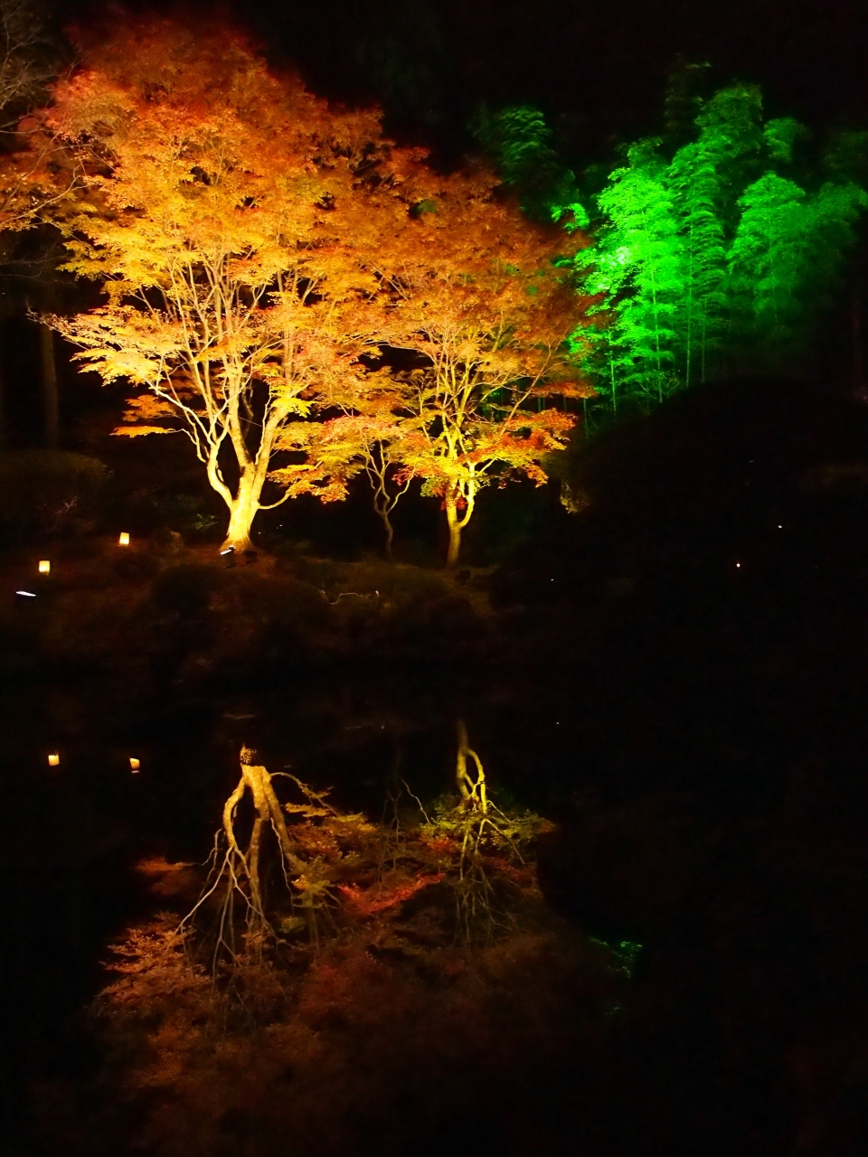 松島紅葉ライトアップ ２０１４ 松島 奥松島 宮城県 の旅行記 ブログ By こあひるさん フォートラベル
