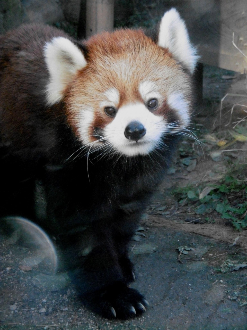 韓国レッサーパンダ紀行 ソウル大公園動物園 日本生まれのアポロ君とファーファちゃん元気です ソウル 韓国 の旅行記 ブログ By Jilllucaさん フォートラベル