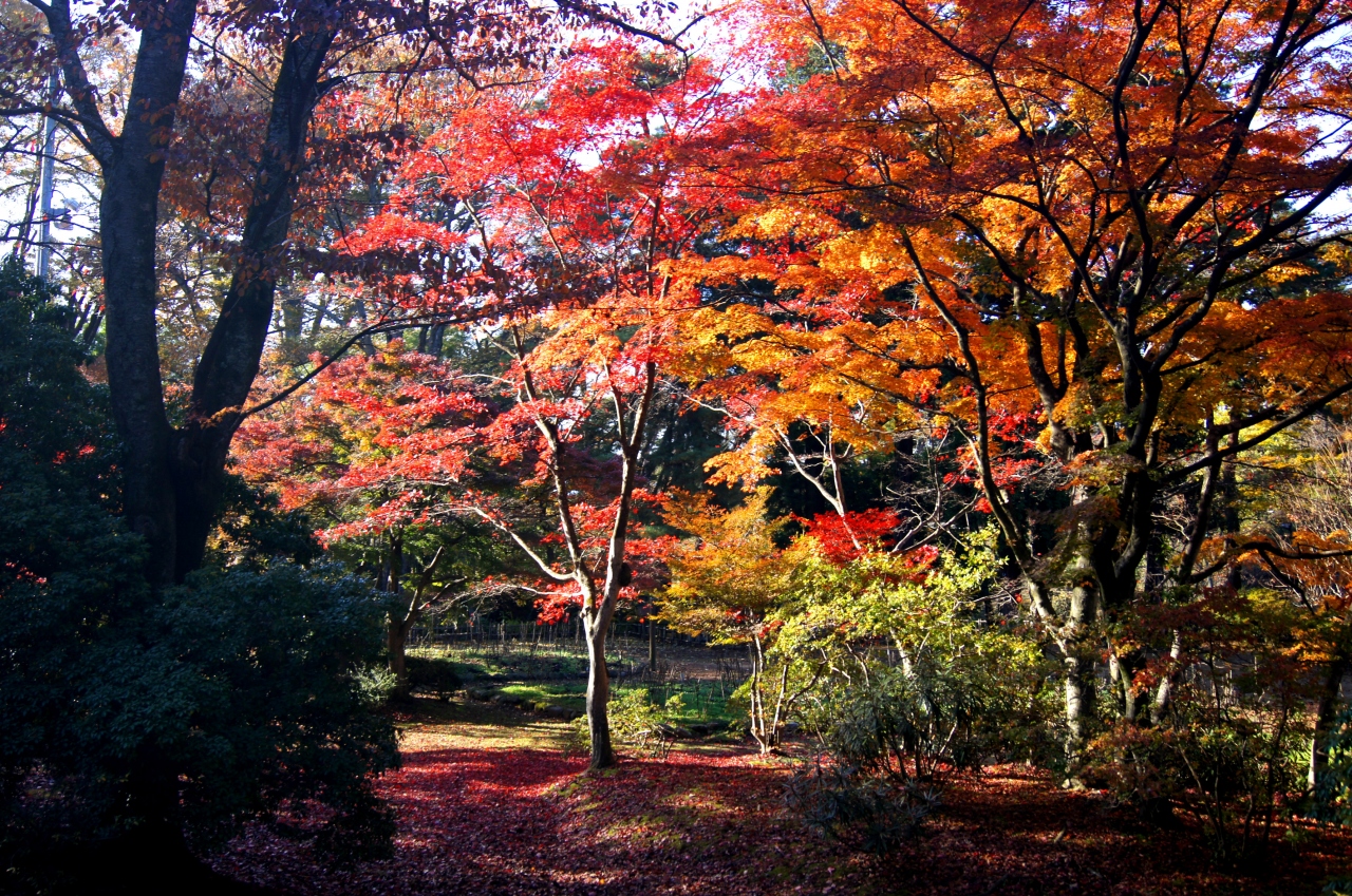 晩秋のみちのく須賀川 紅葉めぐり 須賀川 福島県 の旅行記 ブログ By J Ryuさん フォートラベル
