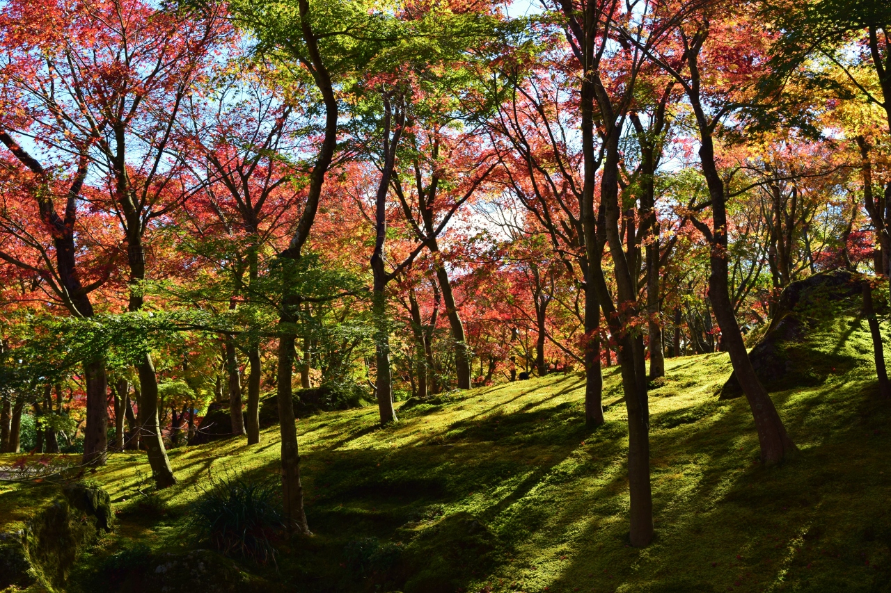 苔と紅葉が美しい箱根美術館と温泉弾丸旅 神奈川県の旅行記 ブログ By Piggy さん フォートラベル