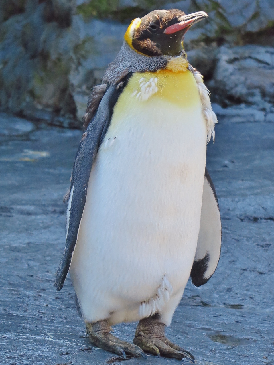 旭山zoo 5 ペンギン 大きいのはキングペンギン 水中遊泳はハイスピード 旭川 北海道 の旅行記 ブログ By マキタン2さん フォートラベル 旭山zoo 5 ペンギン 大きいのはキングペンギン 水中遊泳はハイスピード 旭川 北海道 の旅行記 ブログ By マキタン2さん フォートラベル