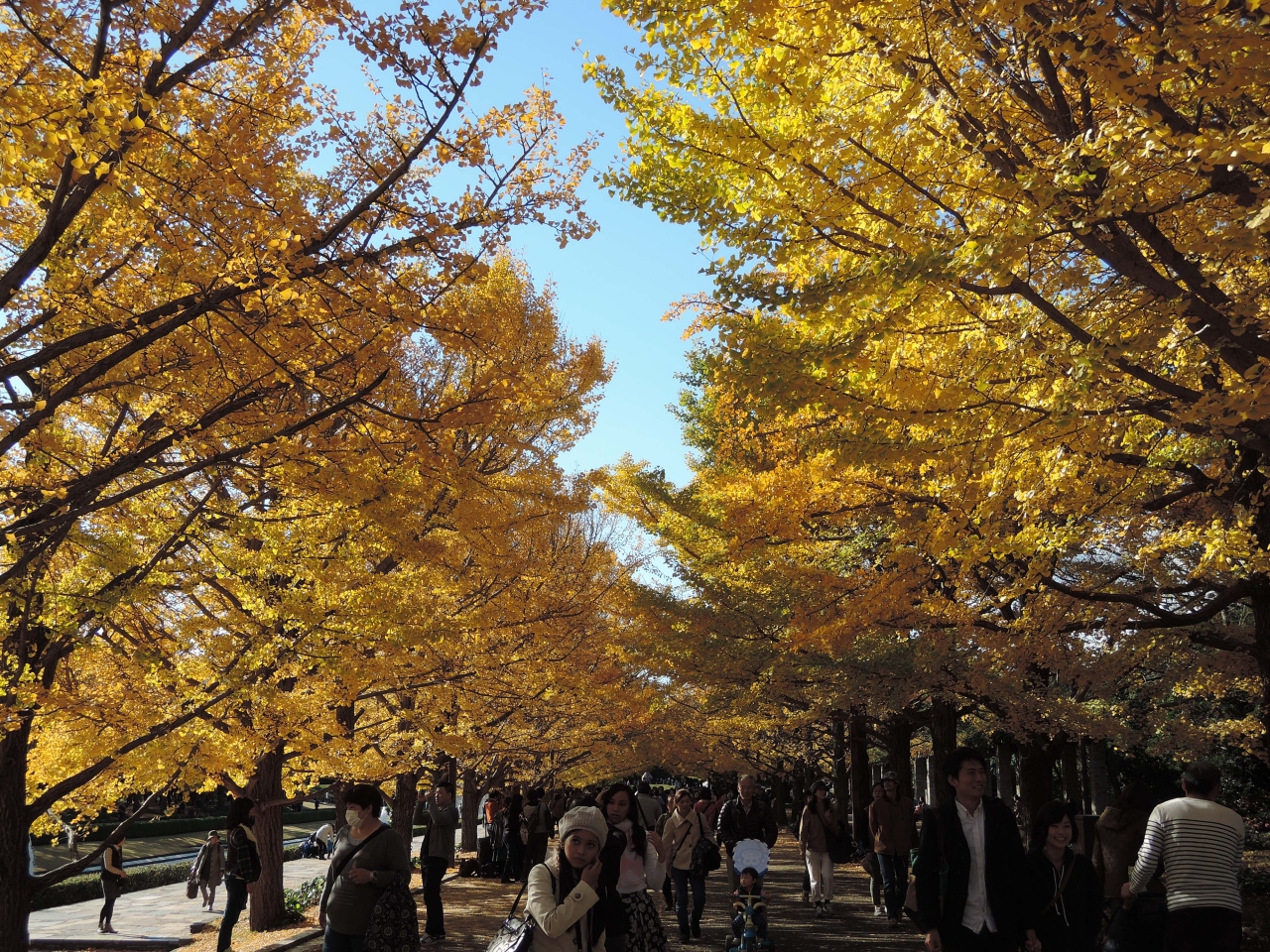 黄葉 紅葉まつりの昭和記念公園の日本庭園の盆栽苑で紅葉盆栽を見てきました 立川 東京 の旅行記 ブログ By たびえさん フォートラベル