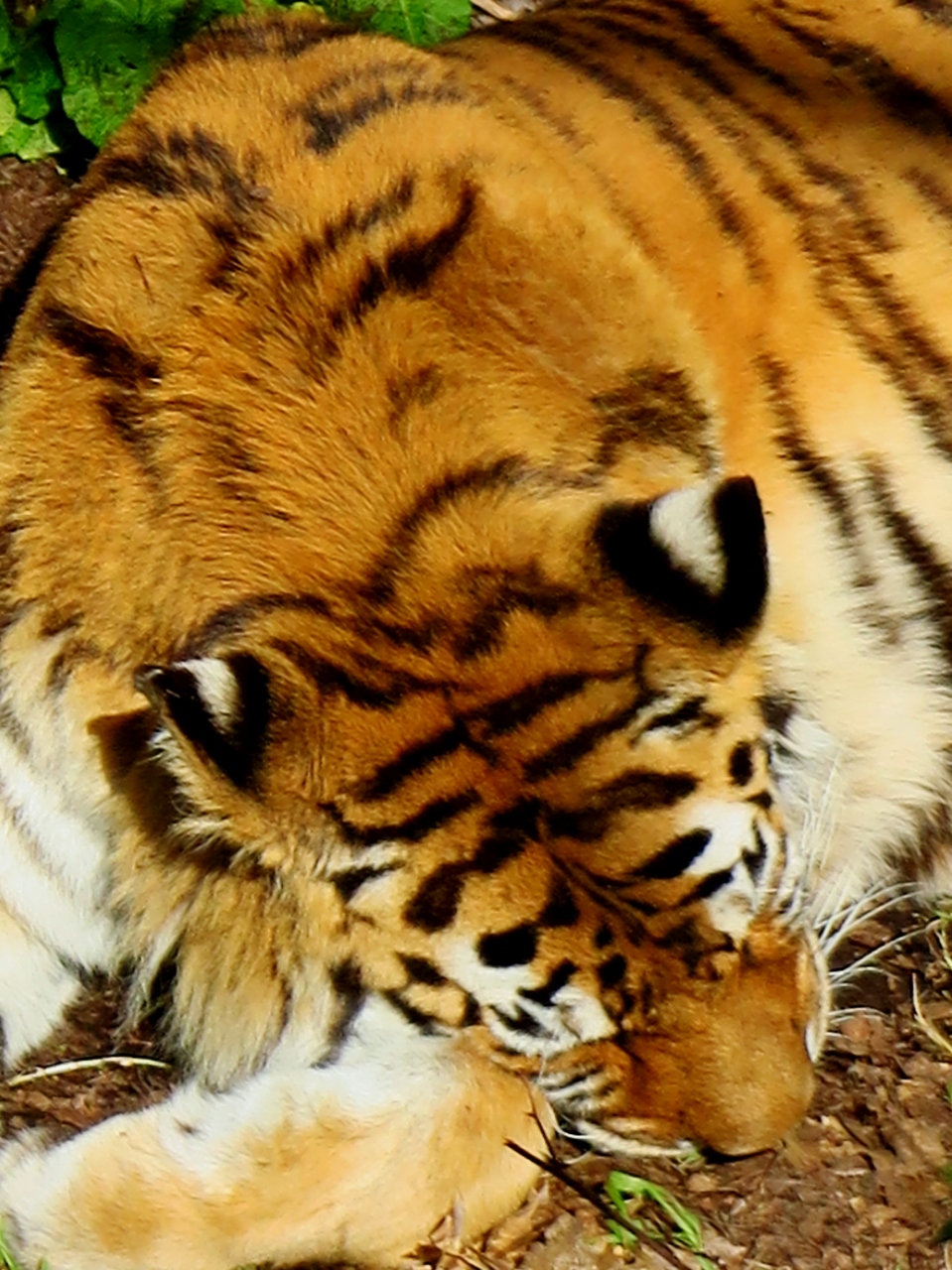 旭山zoo 7 猛獣 アムールトラ ライオンなど ヒョウの仲間も 旭川 北海道 の旅行記 ブログ By マキタン２さん フォートラベル