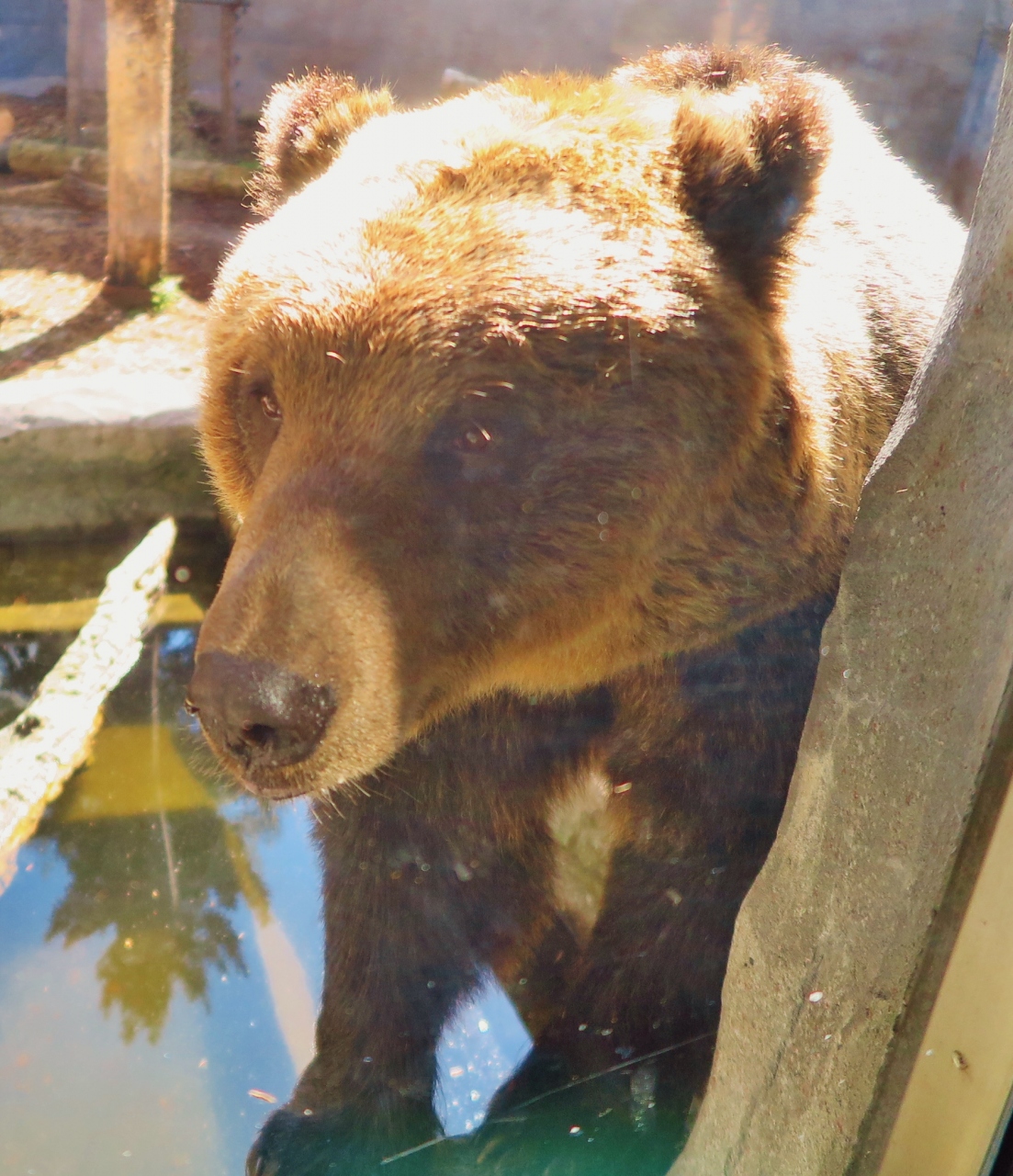 旭山zoo 8 エゾヒグマ エゾシカなど 北海道の動物たち 驚異的な大接近も 旭川 北海道 の旅行記 ブログ By マキタン２さん フォートラベル