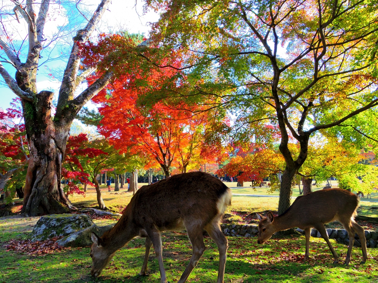 弾丸 女ひとり旅 奈良へ紅葉を見に日帰りしてきました 奈良県の旅行記 ブログ By ヒバリさん フォートラベル