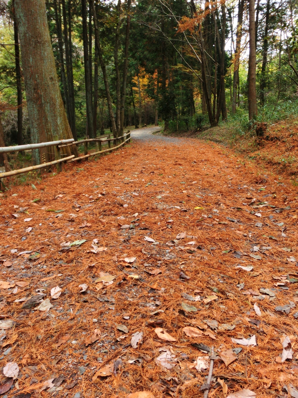 交野山と大阪府民の森 くろんど園地 ほしだ園地 寝屋川 枚方 交野 大阪 の旅行記 ブログ By ホーミンさん フォートラベル 交野山と大阪府民の森 くろんど園地 ほしだ園地 寝屋川 枚方 交野 大阪 の旅行記 ブログ By ホーミンさん フォートラベル