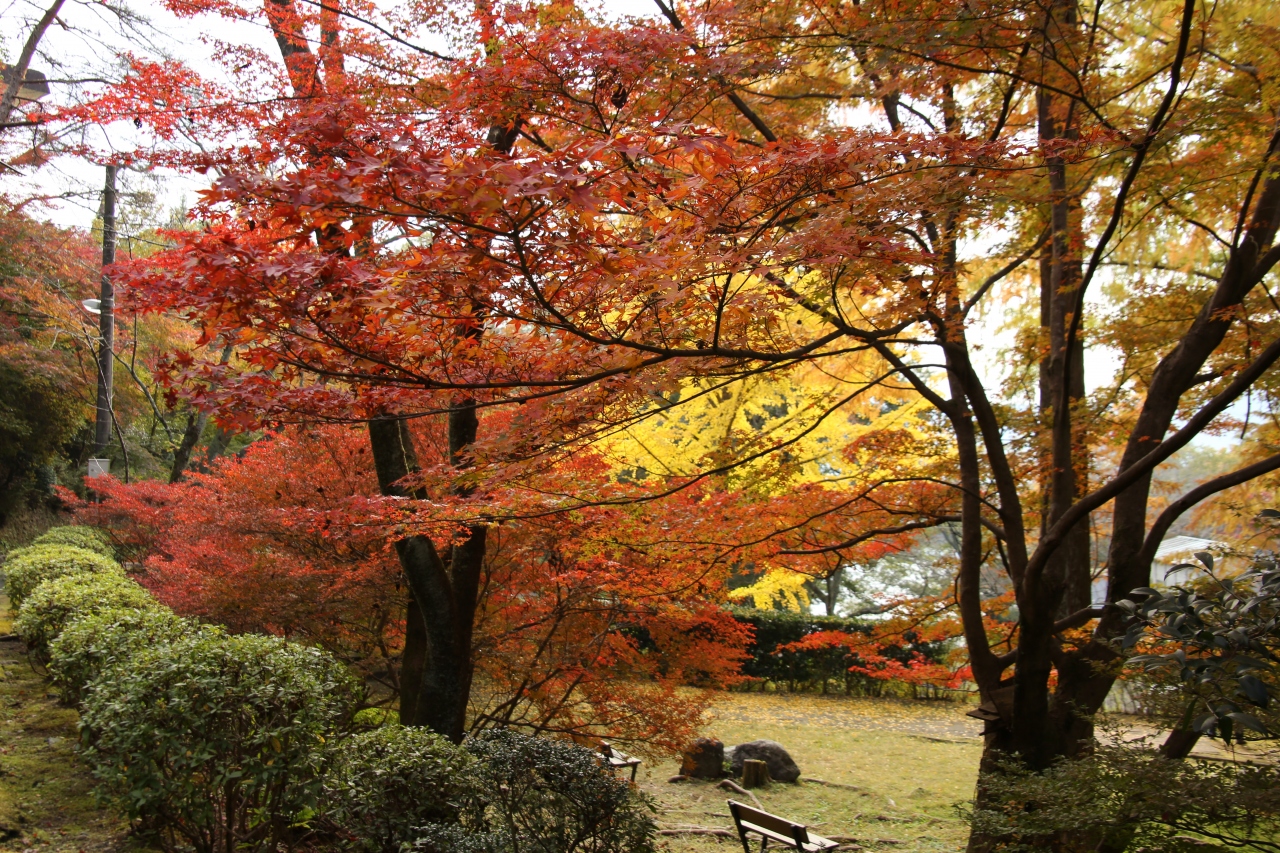 旅するイルカ 紅葉狩り 和歌山 杉村公園へ 高野山周辺 和歌山県 の旅行記 ブログ By イルカさん フォートラベル