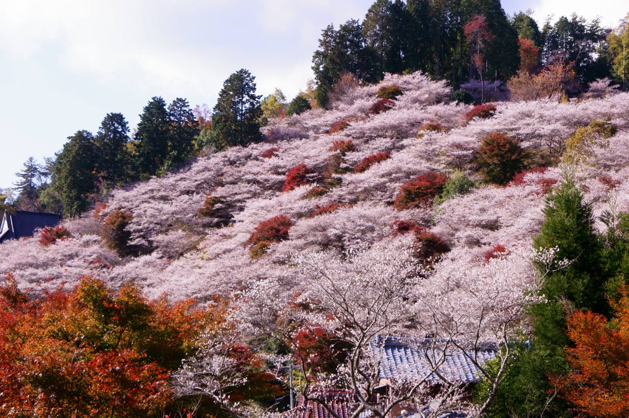 小原四季桜 豊田 愛知県 の旅行記 ブログ By 加藤さん フォートラベル 小原四季桜 豊田 愛知県 の旅行記 ブログ By 加藤さん フォートラベル