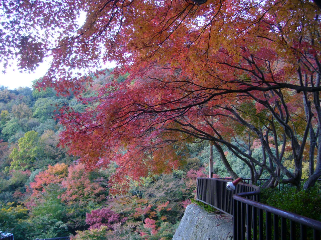 山が燃える 小豆島 寒霞渓の紅葉 小豆島 香川県 の旅行記 ブログ By いちごさん フォートラベル