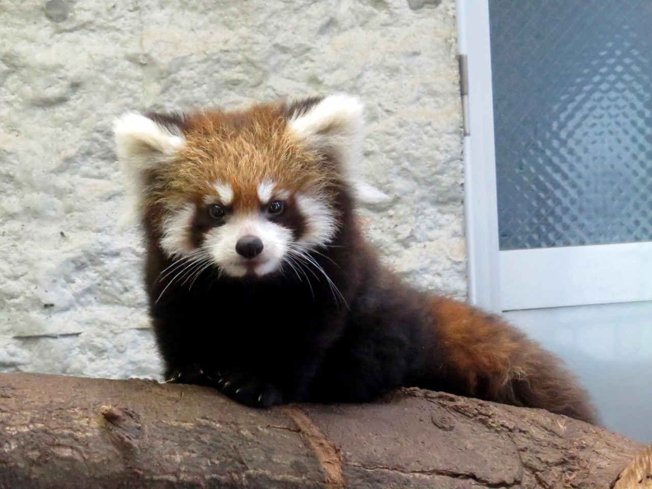 晩秋のレッサーパンダ紀行 6 九十九島動植物園 森きらら 長崎バイオパーク 今年会ったおチビちゃんの中で一番小さい でも 一番元気な双子ちゃん 森きらら シイ君とキキちゃんが同居 会えなかったダイチ君 展示室の目張りが気になります 長崎バイオ 晩秋のレッサーパンダ紀行 6 九十九島動植物園 森きらら 長崎バイオパーク 今年会ったおチビちゃんの中で一番小さい でも 一番元気な双子ちゃん 森きらら シイ君とキキちゃんが同居 会えなかったダイチ君 展示室の目張りが気になります 長崎バイオ