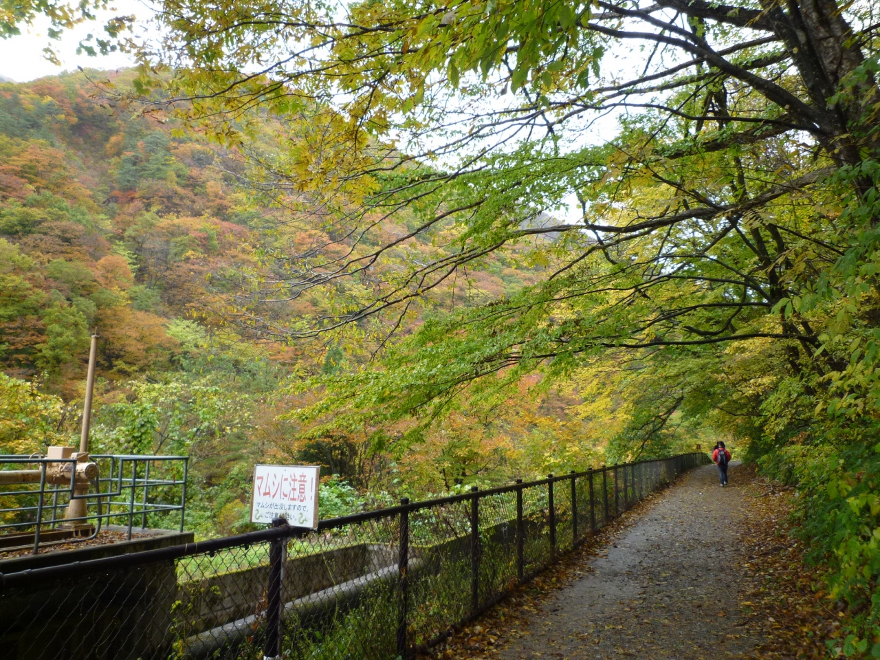 雨と紅葉の 抱返り渓谷 散策記 角館 秋田県 の旅行記 ブログ By Koma04さん フォートラベル 雨と紅葉の 抱返り渓谷 散策記 角館 秋田県 の旅行記 ブログ By Koma04さん フォートラベル