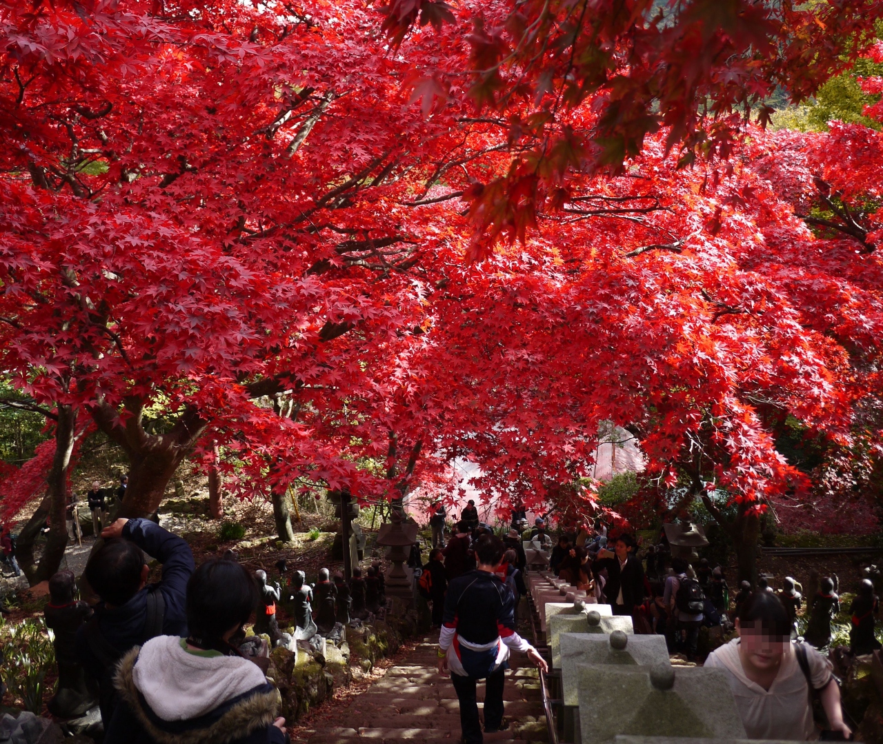 紅葉真っ盛りだった大山 阿夫利神社 大山寺 丹沢 大山 神奈川県 の旅行記 ブログ By Prinprinさん フォートラベル 紅葉真っ盛りだった大山 阿夫利神社 大山寺 丹沢 大山 神奈川県 の旅行記 ブログ By Prinprinさん フォートラベル