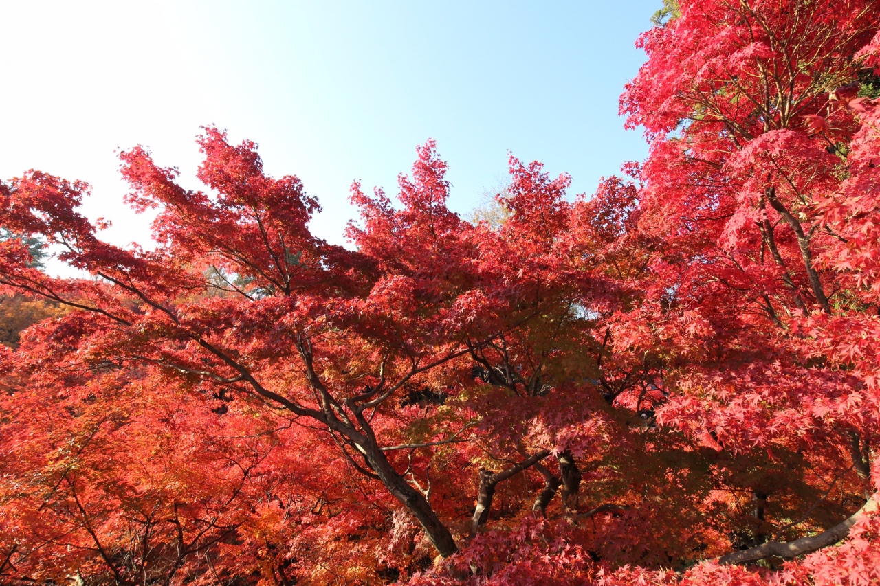 紅葉の東福寺 伏見稲荷 泉涌寺 京都一周トレイル 東山 祇園 北白川 京都 の旅行記 ブログ By Ottyannさん フォートラベル