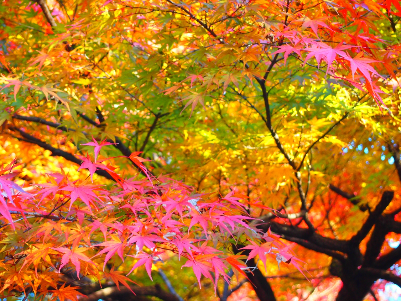 昨年に引き続き 埼玉の素晴らしい紅葉に大満足 これからは毎年 紅葉狩りは埼玉かしらん 東松山 埼玉県 の旅行記 ブログ By Juniper Breezeさん フォートラベル