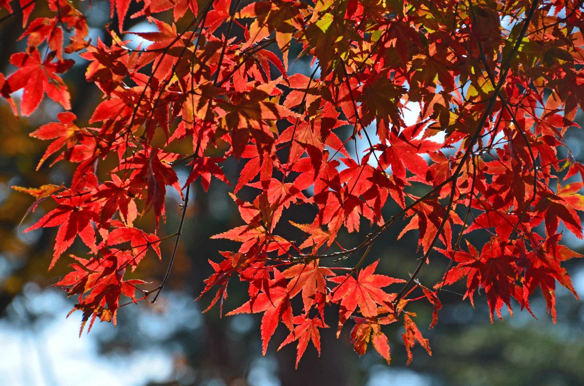 修善寺で紅葉を見てきました 14 11 24 1 修禅寺自然公園もみじ林 修善寺温泉 静岡県 の旅行記 ブログ By てんとう虫さん フォートラベル