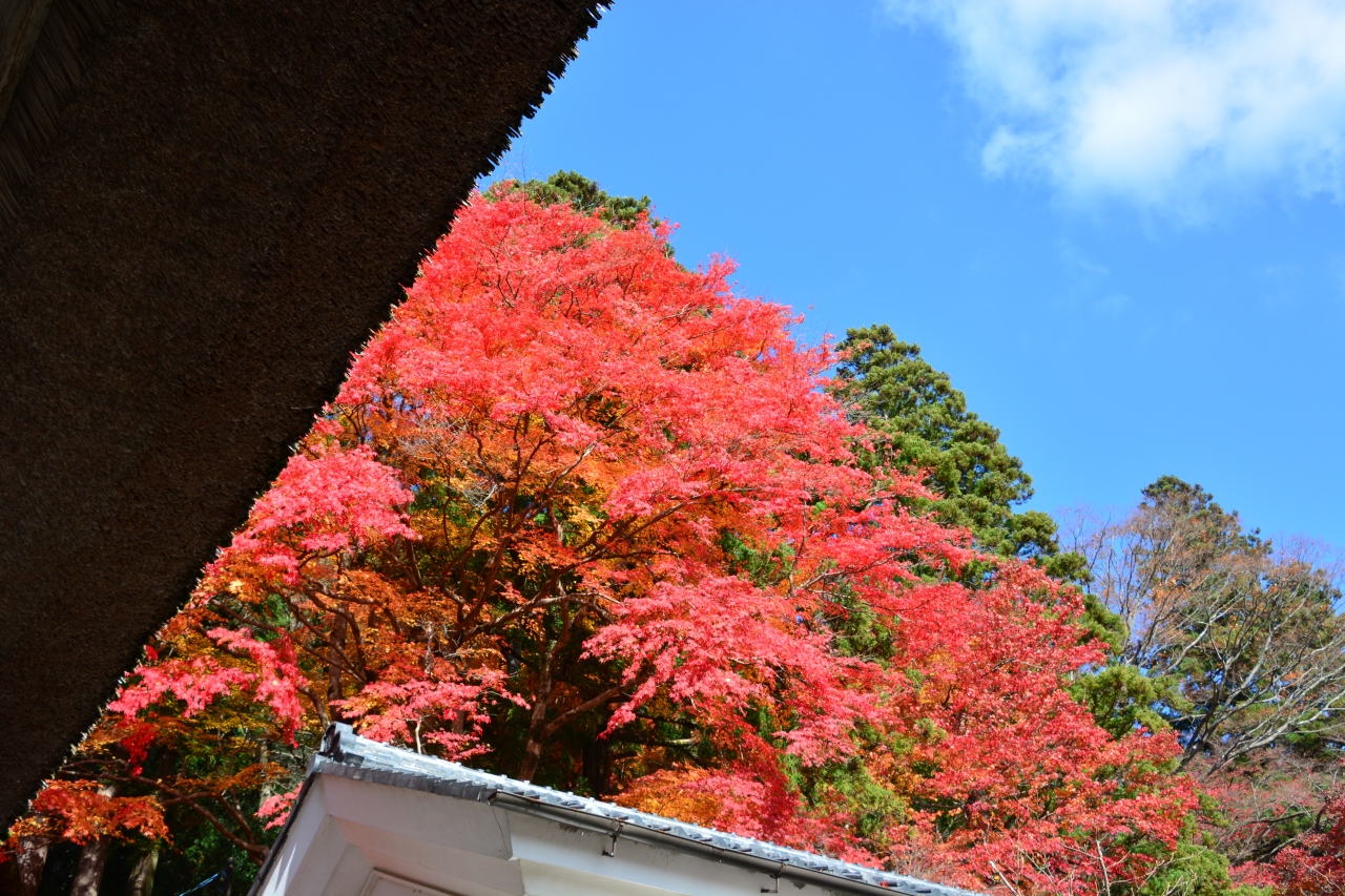 紅葉三昧 永源寺 東光寺 金剛輪寺 故宮神社の順でめぐり 夜はライトアップで感動だ の永源寺 東光寺編 湖東三山 多賀 東近江 滋賀県 の旅行記 ブログ By とし坊さん フォートラベル