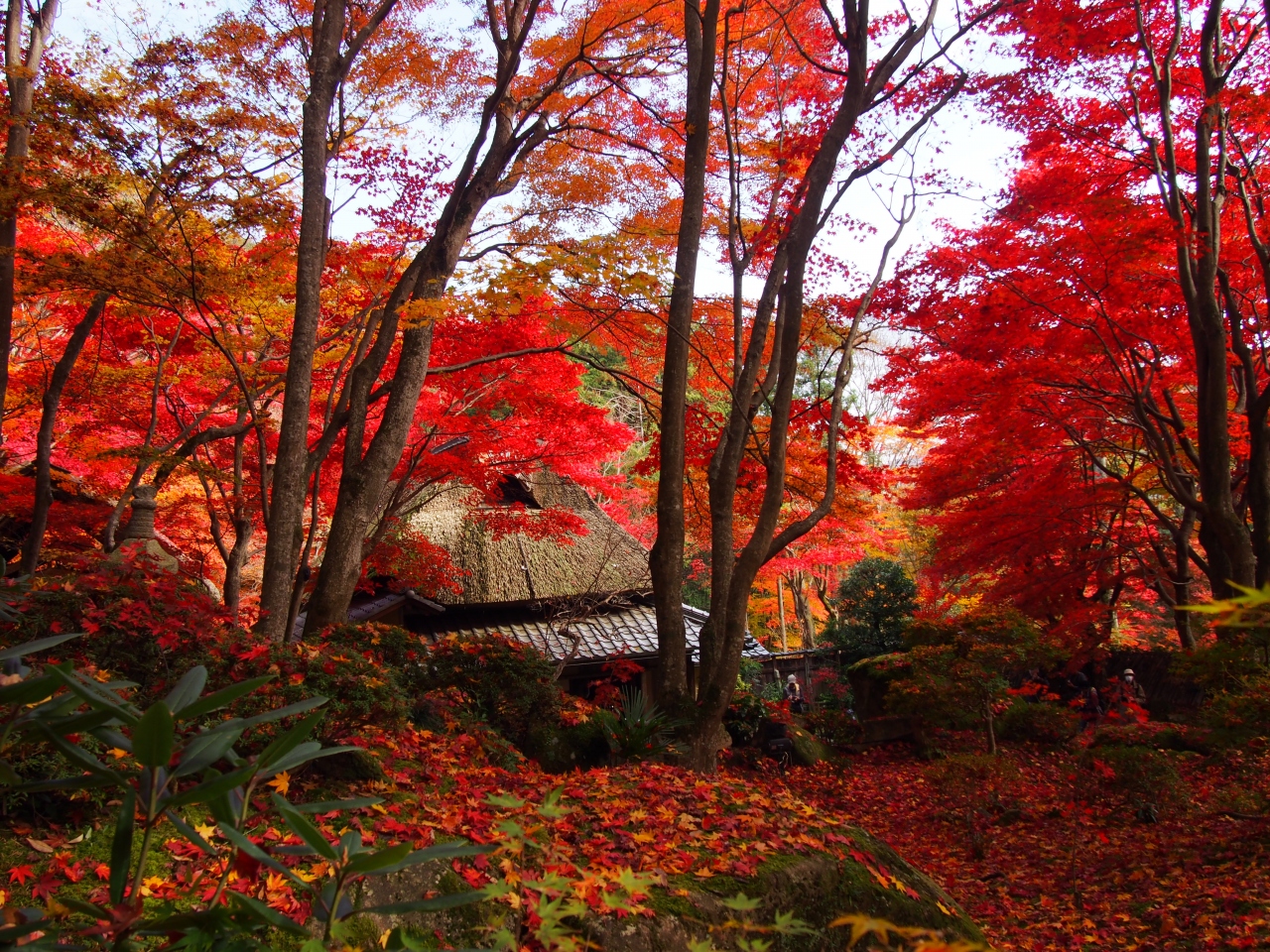 とても美しい紅葉 滋賀の教林坊 近江八幡 安土 滋賀県 の旅行記 ブログ By のーとくんさん フォートラベル