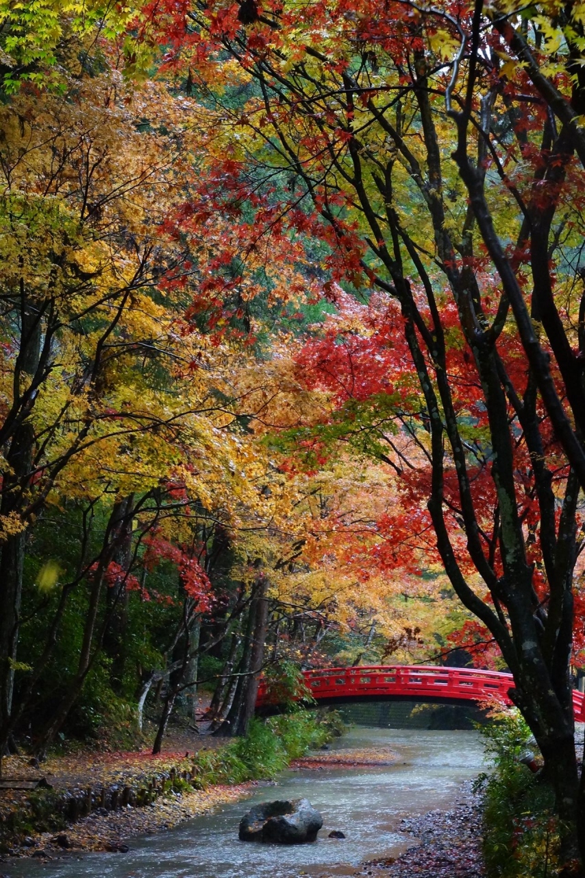 雨の中 小国神社 紅葉14を見に行ってきた 袋井 静岡県 の旅行記 ブログ By Yasuさん フォートラベル