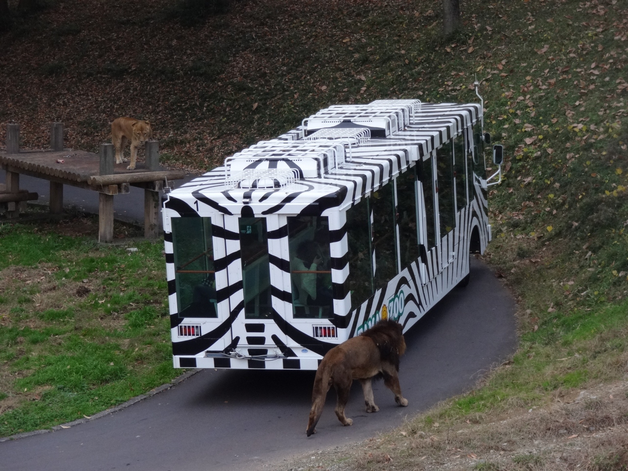 随分と久しぶりに多摩動物公園のライオンバスに乗って来ました 日野 昭島 東京 の旅行記 ブログ By Alpsmakiさん フォートラベル