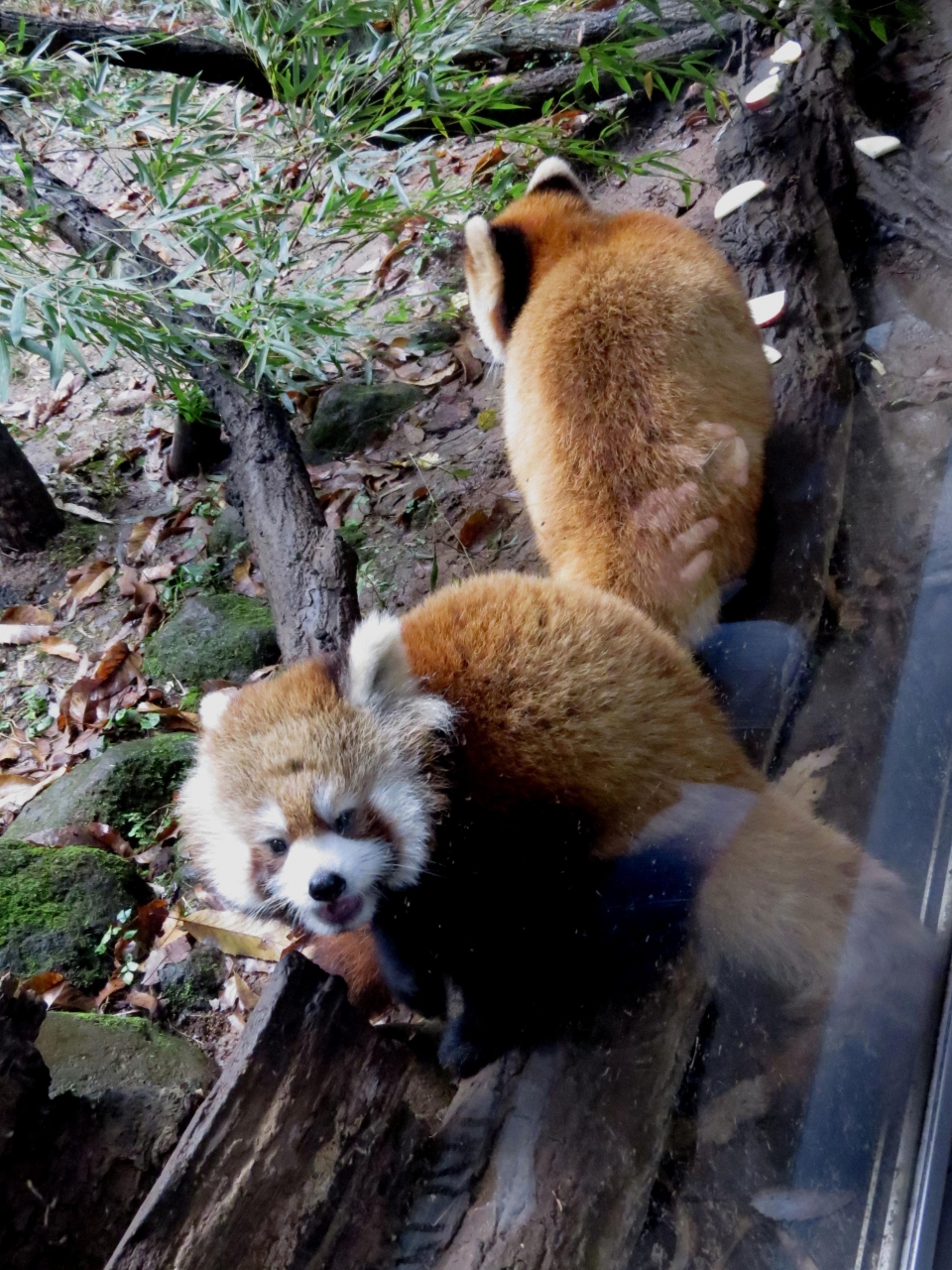 晩秋のレッサーパンダ紀行 ８ 多摩動物公園 上野動物園 ついに ララちゃんがお母さんに おめでとう アズキちゃん 多摩 ユキオさん ありがとう 安らかに 上野 日野 昭島 東京 の旅行記 ブログ By Jilllucaさん フォートラベル