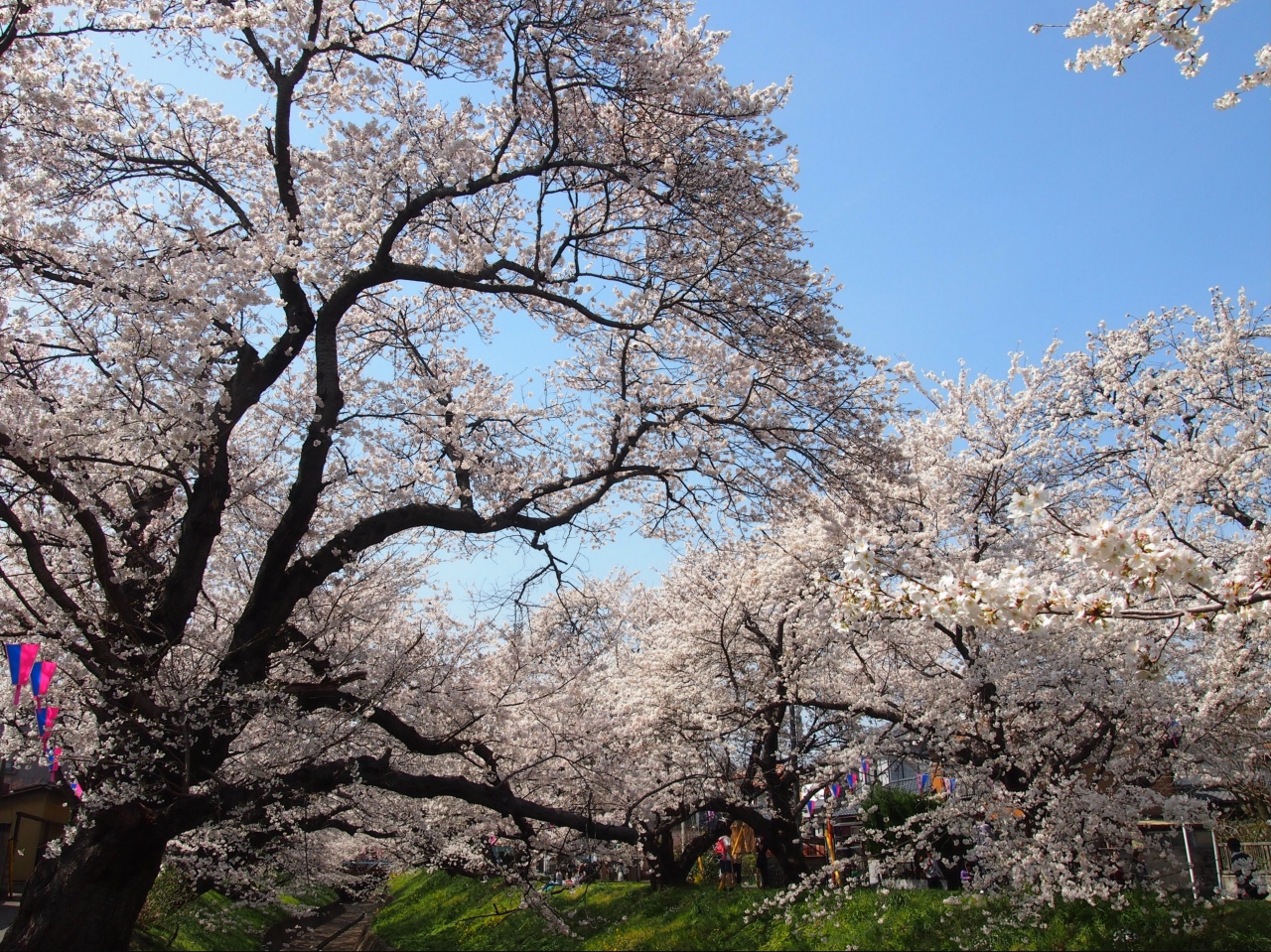 足利 千歳桜まつり 足利 栃木県 の旅行記 ブログ By かおニャンさん フォートラベル