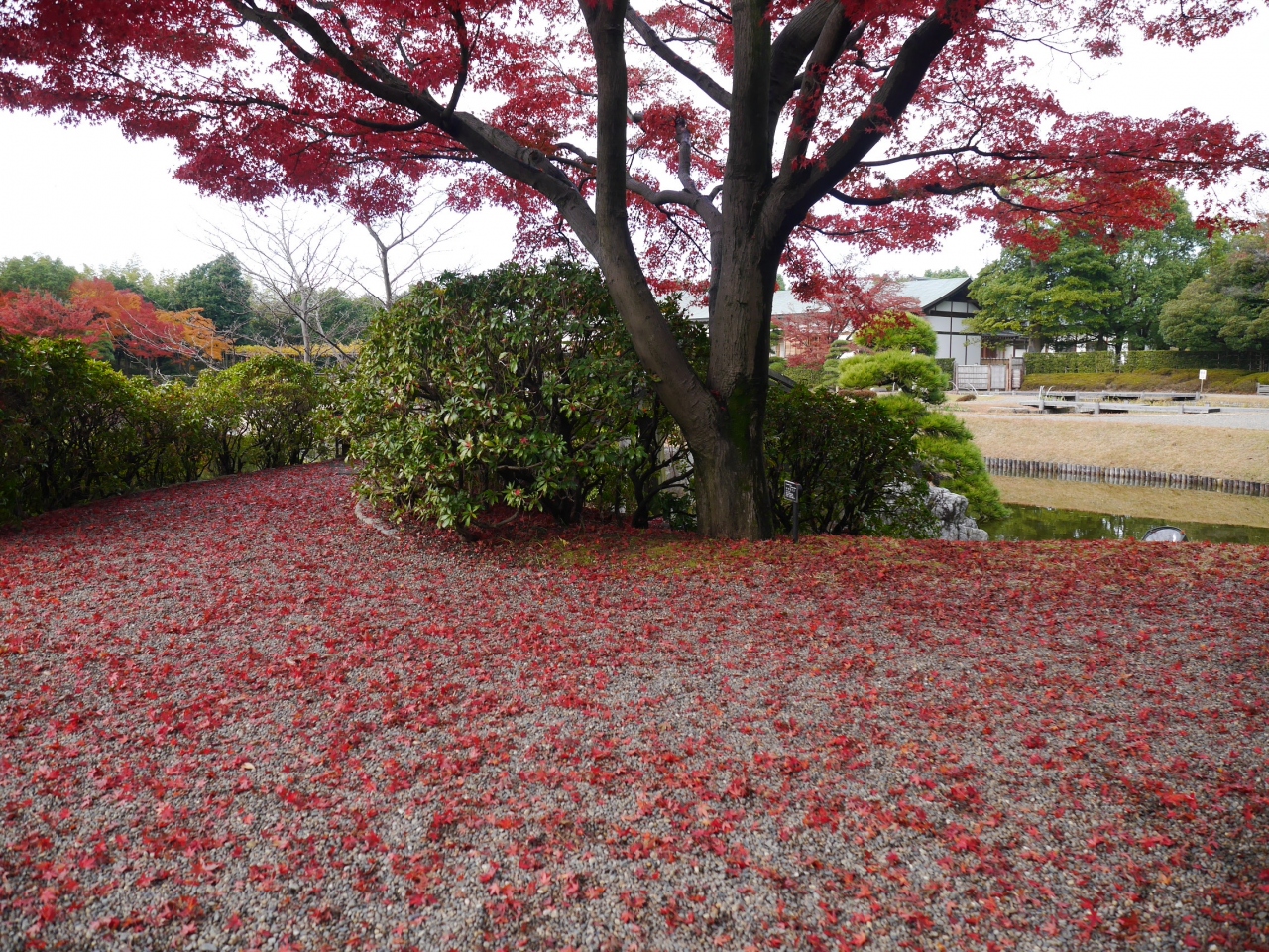 越谷 花田苑の紅葉 こしがや産業フェスタ 14 11 30 越谷 埼玉県 の旅行記 ブログ By 杏仁豆腐さん フォートラベル