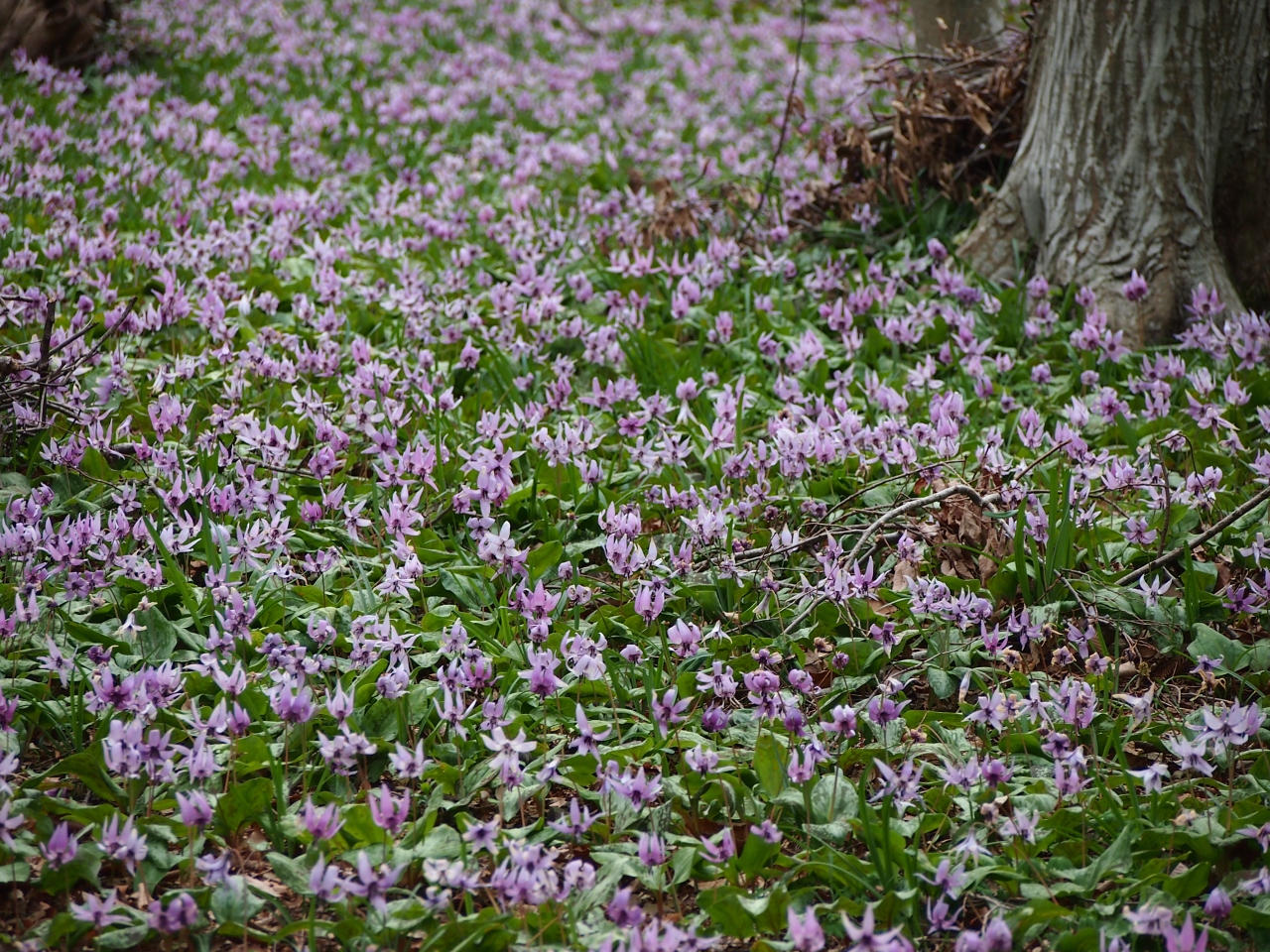 栃木市の 枝垂れ桜 の名所と かたくり群生 の名所 栃木 壬生 都賀 栃木県 の旅行記 ブログ By かおニャンさん フォートラベル