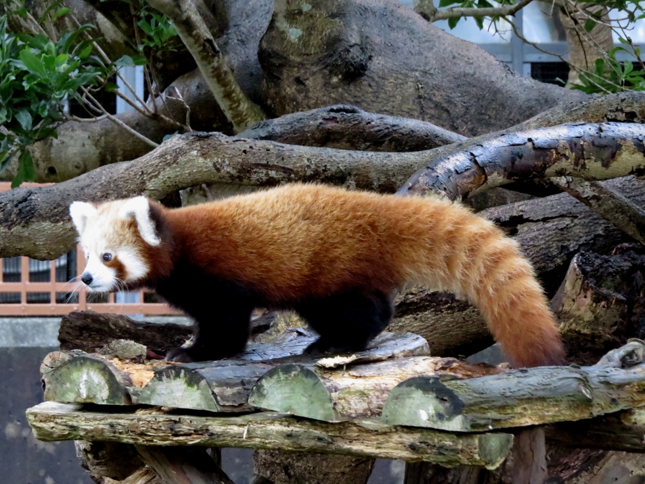 晩秋のレッサーパンダ紀行 ９ 熱川バナナワニ園 ビバ 持ち込み腹 オランダからやってきたオリビアちゃんと熱川育ちのペアが絶賛子育て中です 熱川温泉 北川温泉 静岡県 の旅行記 ブログ By Jilllucaさん フォートラベル