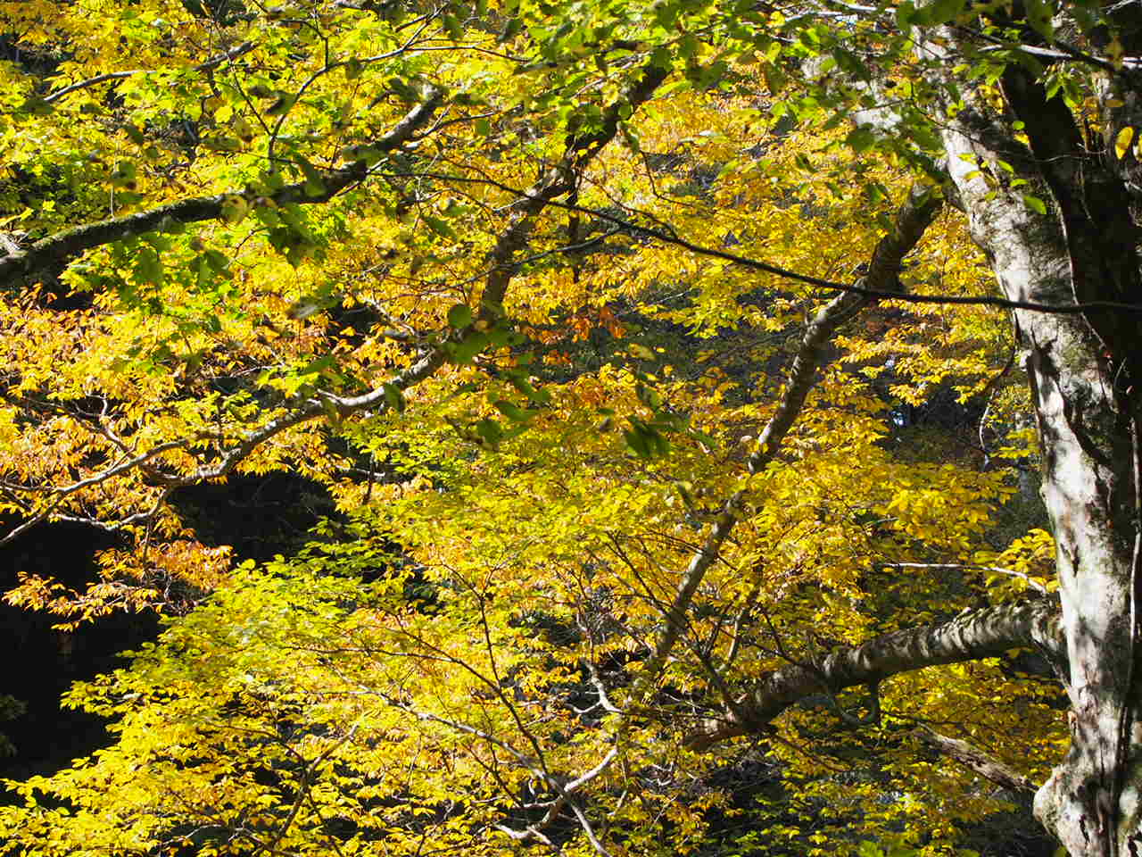 14 秋の大山ぶなの森ウォーク 大山周辺 鳥取県 の旅行記 ブログ By Kumipyonさん フォートラベル