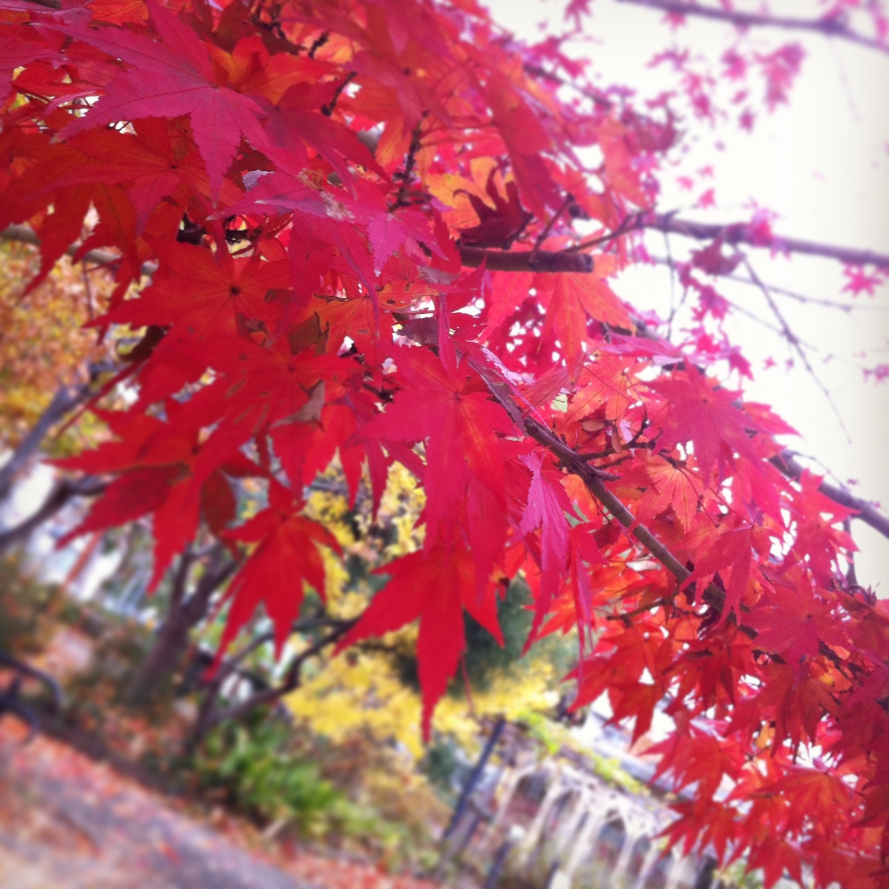 紅葉 目黒川 中目黒 目黒 桜の名所は秋も凄い S Sos 目黒 東京 の旅行記 ブログ By Kikulynさん フォートラベル 紅葉 目黒川 中目黒 目黒 桜の名所は秋も凄い S Sos 目黒 東京 の旅行記 ブログ By Kikulynさん フォートラベル