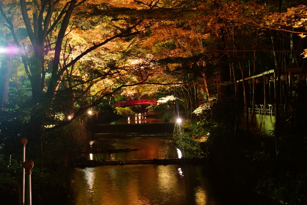 小国神社 紅葉ライトアップを見た 袋井 静岡県 の旅行記 ブログ By Yasuさん フォートラベル