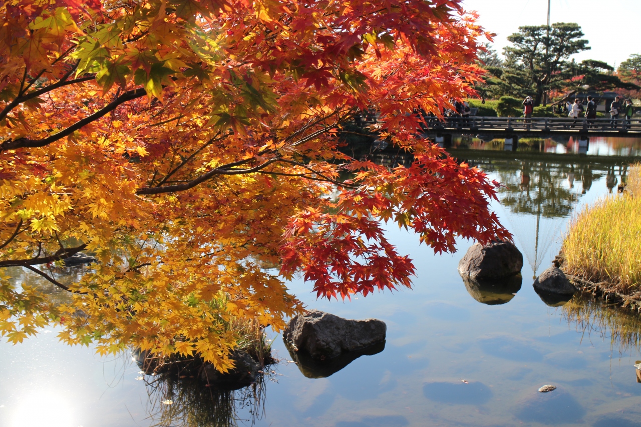 国営昭和記念公園 紅葉最盛期の広い園内を散策 立川 東京 の旅行記 ブログ By Otレインボーさん フォートラベル