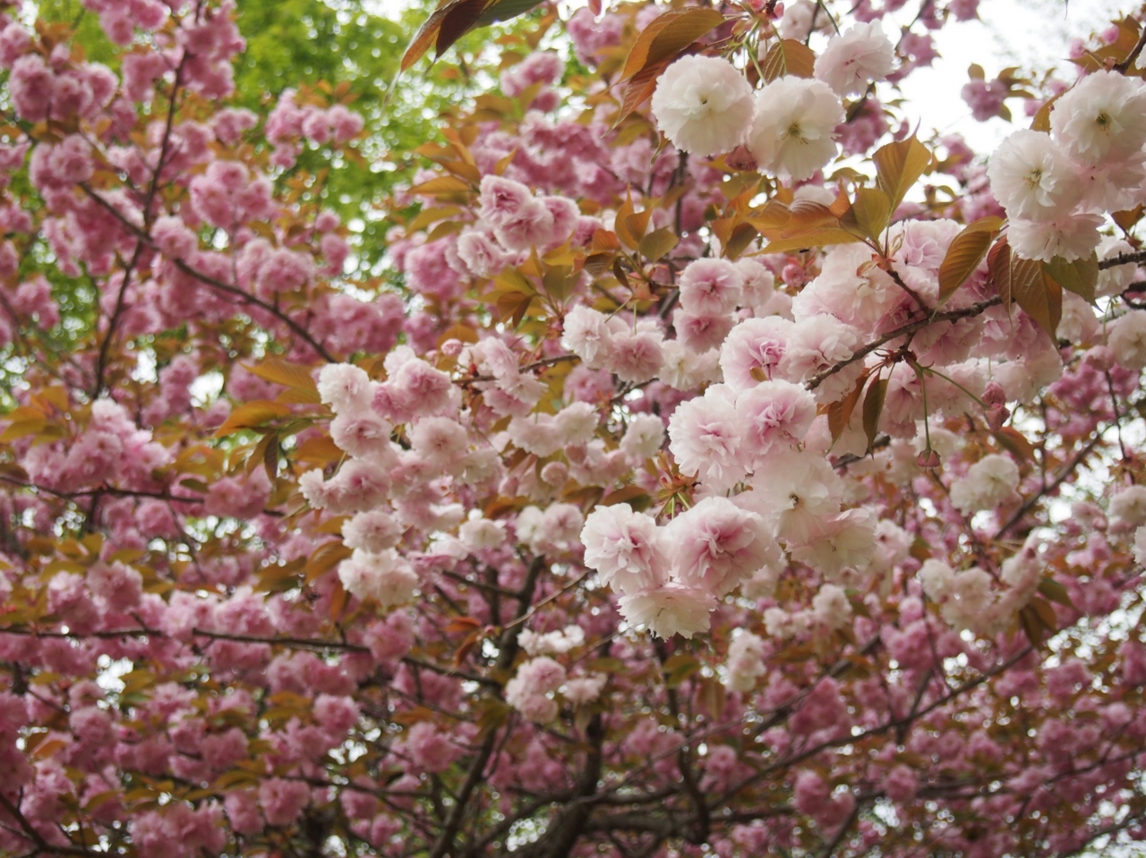 鹿沼花木センター の花と つがの里 の花 栃木 壬生 都賀 栃木県 の旅行記 ブログ By かおニャンさん フォートラベル