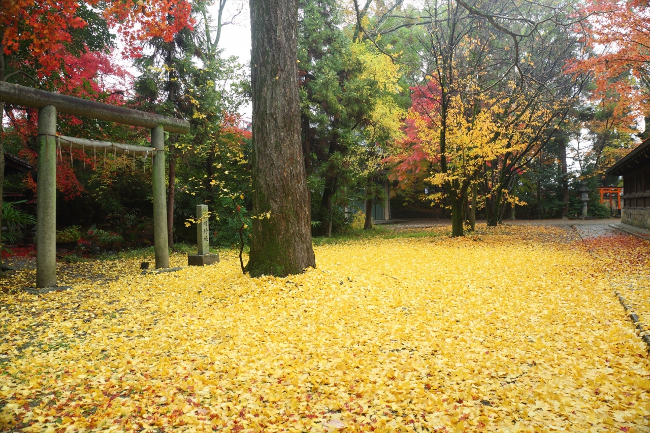 京都を歩く 217 晩秋の京都 最後は散紅葉で 京都の旅行記 ブログ By ぺこにゃんさん フォートラベル 京都を歩く 217 晩秋の京都 最後は散紅葉で 京都の旅行記 ブログ By ぺこにゃんさん フォートラベル