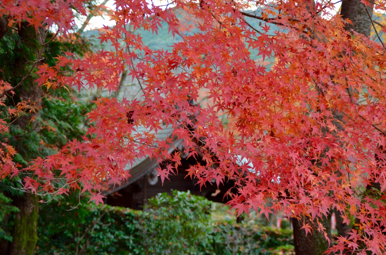 大津の三井寺 天智 天武 持統の3代の天皇の産湯 御井 三井 の寺の紅葉 大津 滋賀県 の旅行記 ブログ By ハンクさん フォートラベル 大津の三井寺 天智 天武 持統の3代の天皇の産湯 御井 三井 の寺の紅葉 大津 滋賀県 の旅行記 ブログ By ハンクさん フォートラベル
