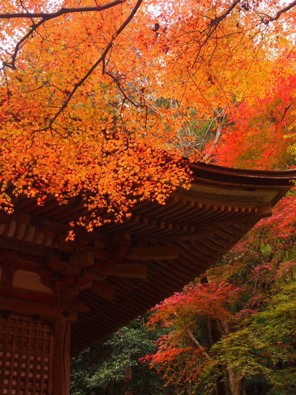 紅葉の室生寺と薬師寺 唐招提寺 室生 宇陀 奈良県 の旅行記 ブログ By Ellieさん フォートラベル