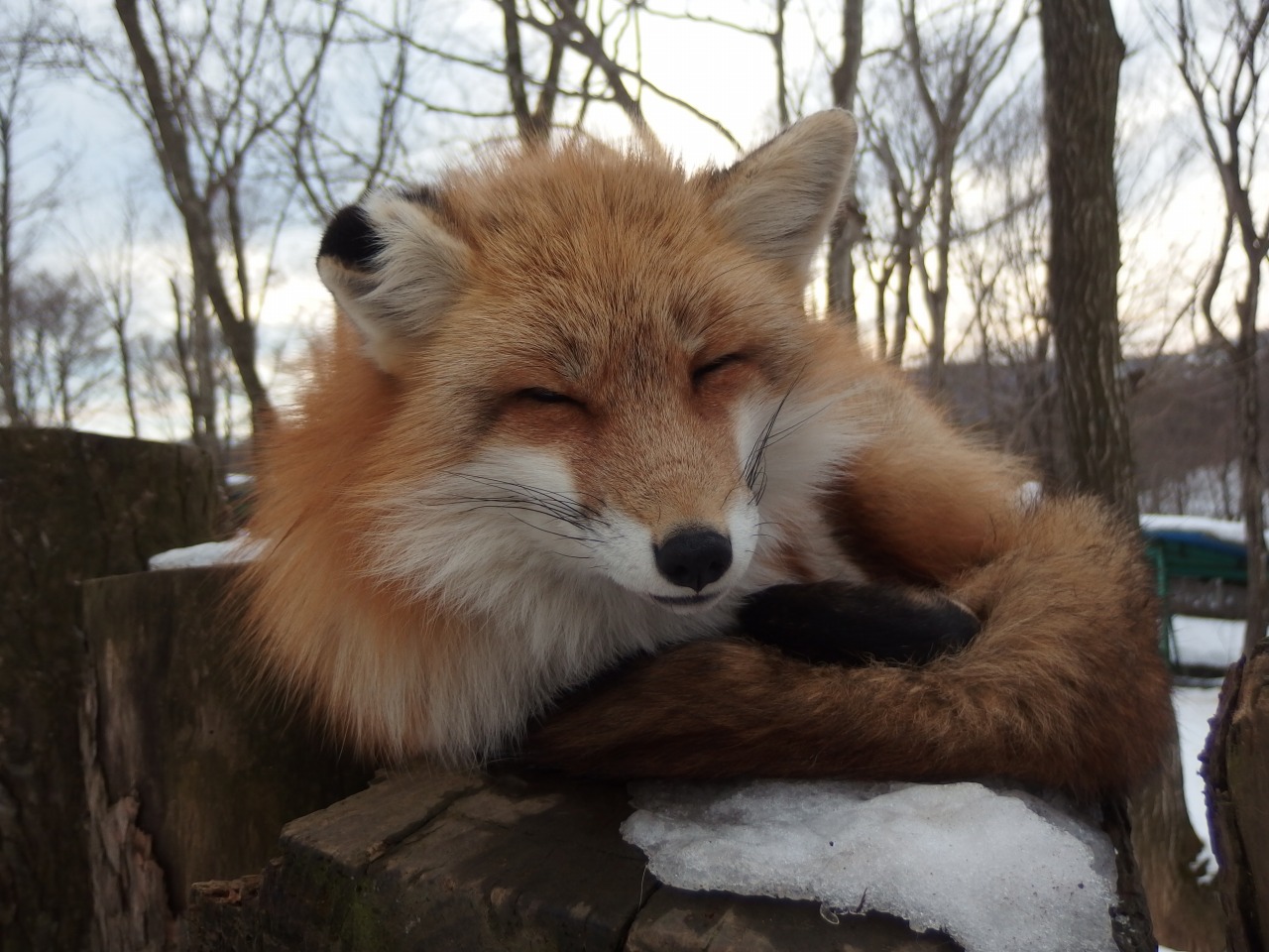 穴場 珍スポット 宮城蔵王キツネ村 白石 宮城県 の旅行記 ブログ By しまむら さん フォートラベル