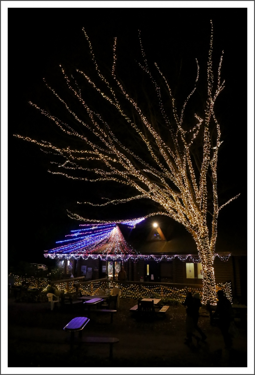 Solitary Journey 14 キャンドルとイルミネーションの光が織り成す 花と光のページェント２０１４ 広島市植物公園 広島市 佐伯区 広島西 佐伯 広島県 の旅行記 ブログ By Mechagodzilla 703さん フォートラベル