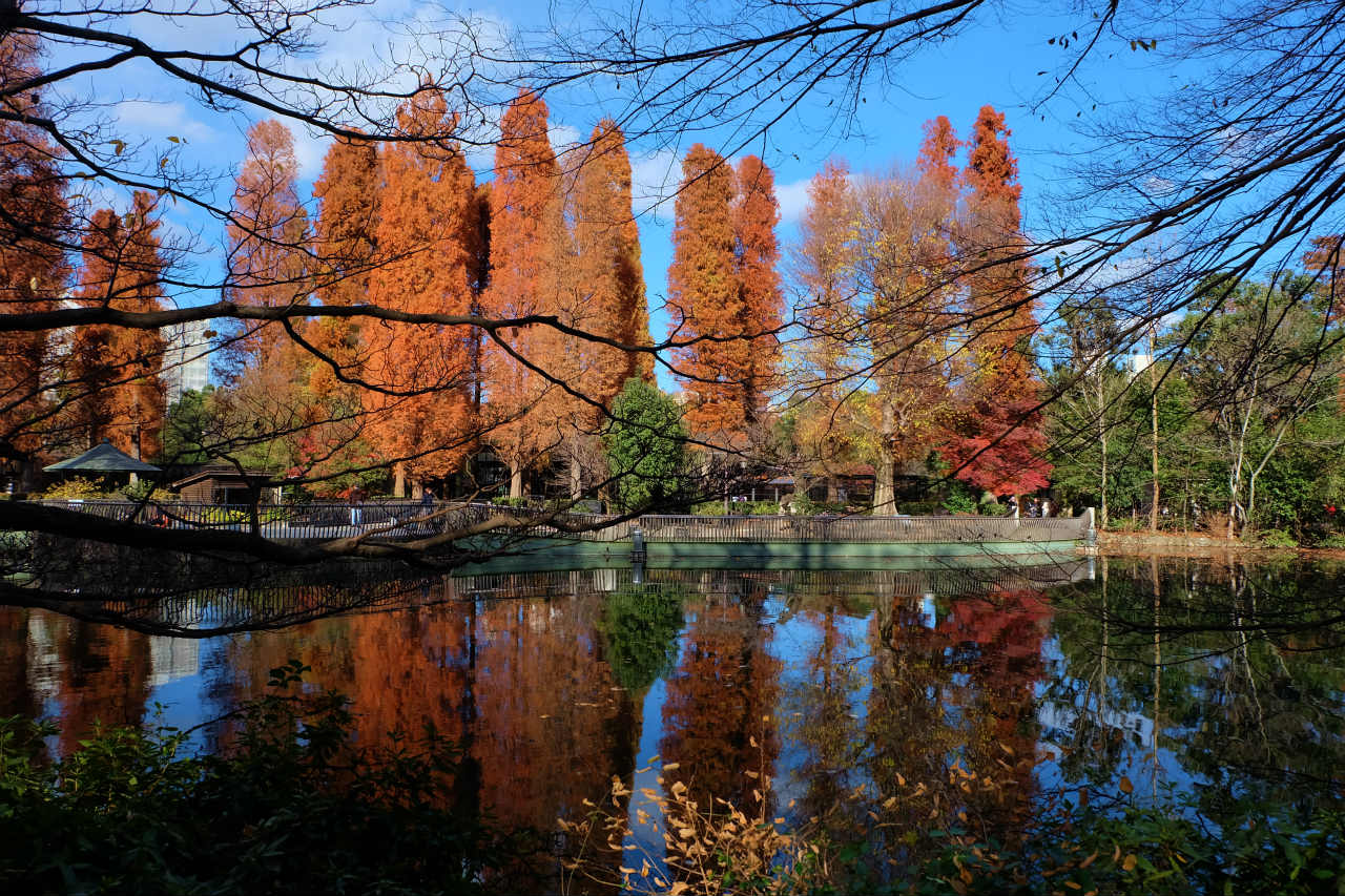 紅葉の素晴らしい 井の頭公園 散歩 下 吉祥寺 三鷹 東京 の旅行記 ブログ By 義臣さん フォートラベル