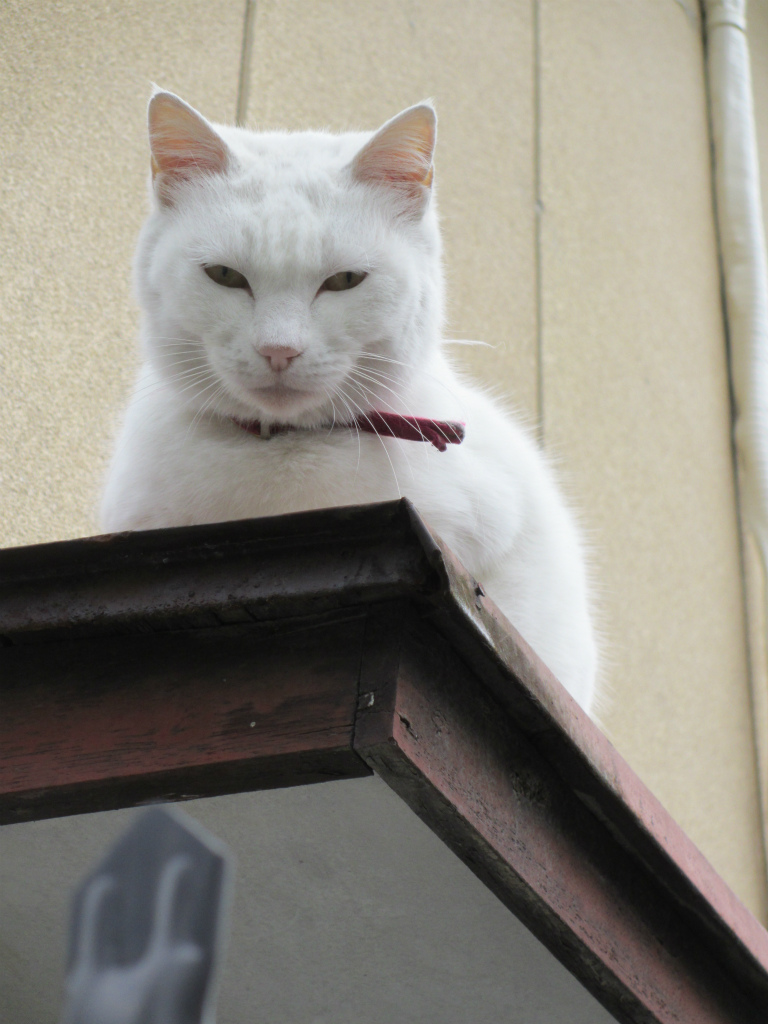 Day1 初長崎一人旅 長崎猫のしっぽは短いのか 長崎市 長崎県 の旅行記 ブログ By Mengさん フォートラベル Day1 初長崎一人旅 長崎猫のしっぽは短いのか 長崎市 長崎県 の旅行記 ブログ By Mengさん フォートラベル