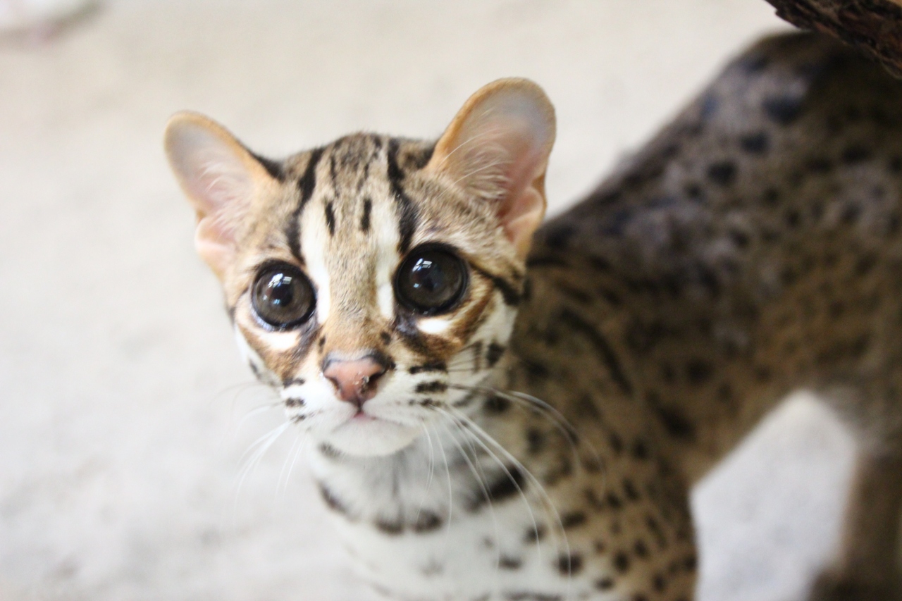 14年ドイツ旅行 12年ぶりの再訪 第５日目 ベルリン観光４日目 ４ ２日通った東ベルリン動物園tierpark 後編 トラもライオンもたくさんいた ネコ科猛獣舎と レッサーパンダに再会 ビントロングとレオパードキャットの赤ちゃんも可愛い ベルリン ドイツ