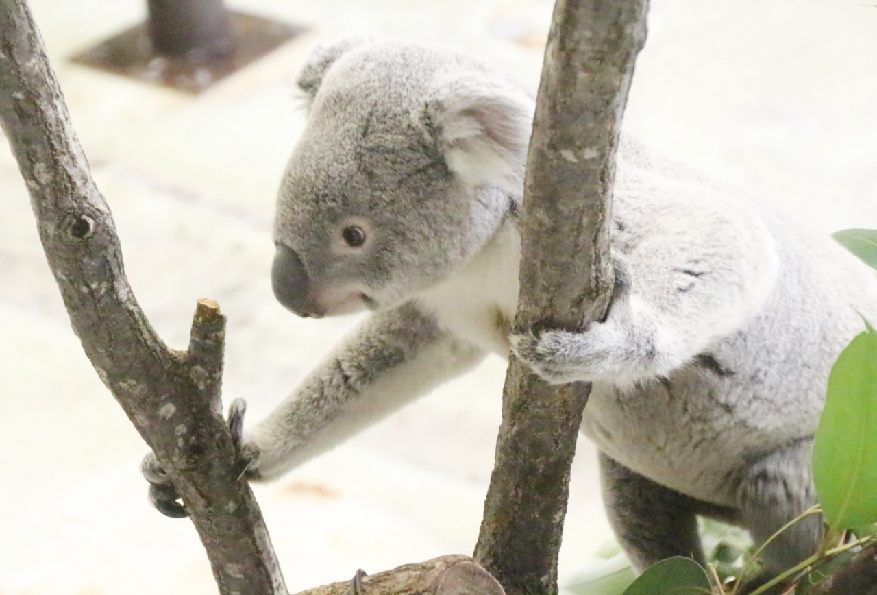 クリスマスシーズンは動物園とイルミネーション ２ 多摩動物公園 Mission No ２の埼玉出身のコアラのタイチくん Mission No ３のマレーバクの子アタルくんのその後 アジアゾウやアムールトラやユキヒョウも見逃せない 日野 昭島 東京 の旅行記 ブログ By まみ