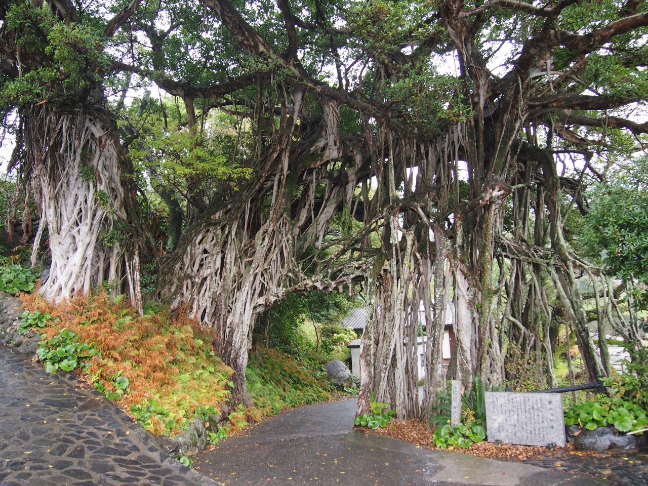 世界遺産 屋久島の旅 縄文杉をみるために 島内観光から帰路につくpart3 屋久島 鹿児島県 の旅行記 ブログ By Cucumberさん フォートラベル