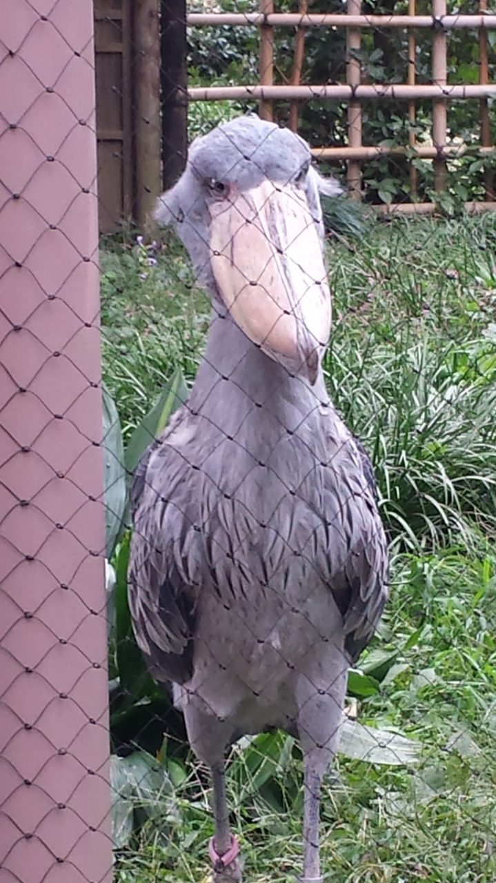 上野動物園のハシビロコウ 上野 御徒町 東京 の旅行記 ブログ By ゆきさん フォートラベル