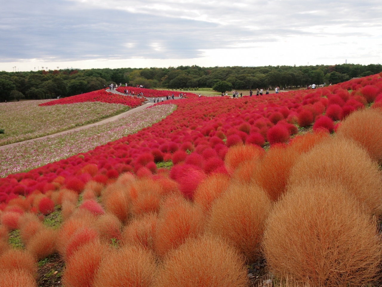 ひたち海浜公園のコキア ほうき草 の紅葉 ひたちなか 茨城県 の旅行記 ブログ By かおニャンさん フォートラベル