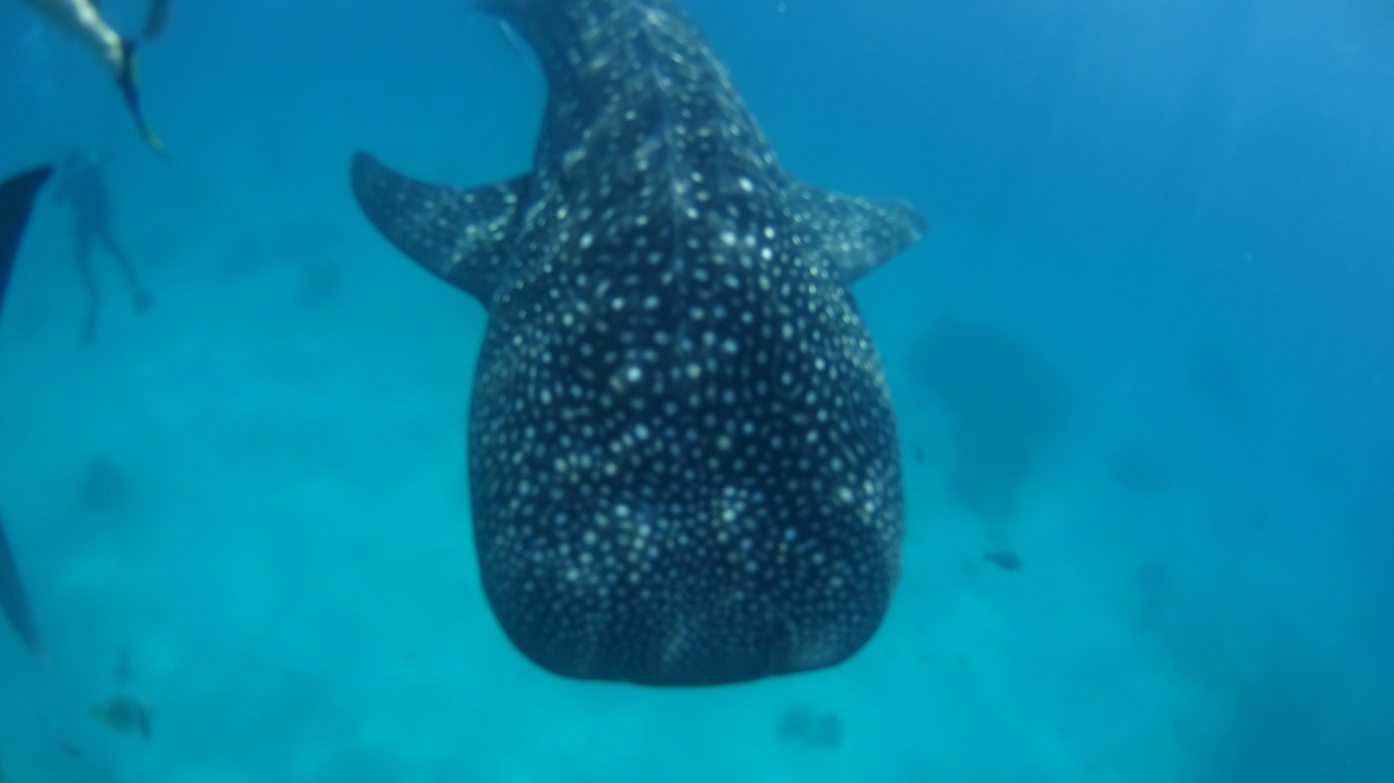 セブ島 シンガポールひとり旅その6 Day3 1 Inセブ島 ジンベエザメに会いにローカル路線バスの旅 セブ島 フィリピン の旅行記 ブログ By うなぎ猫さん フォートラベル