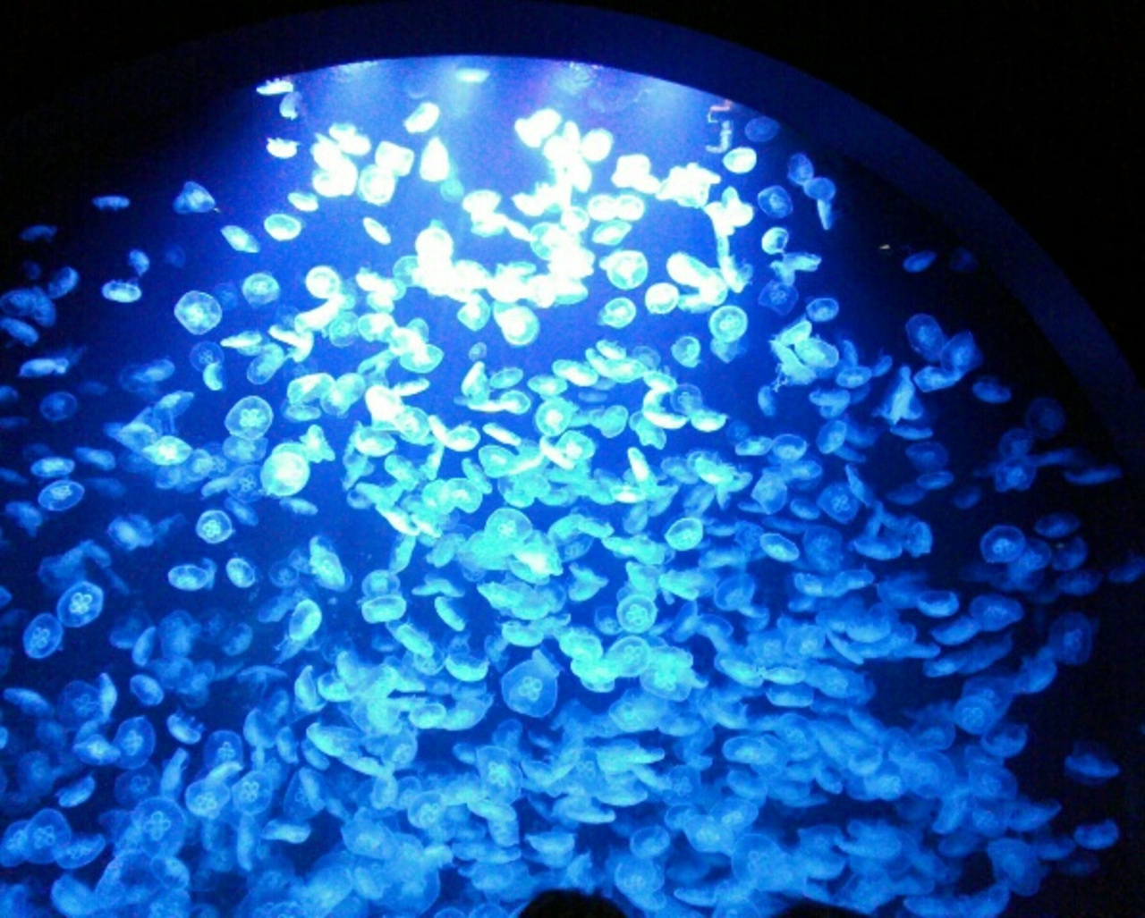 クラゲでおなじみ加茂水族館 鶴岡 山形県 の旅行記 ブログ By Maromaromarronさん フォートラベル クラゲでおなじみ加茂水族館 鶴岡 山形県 の旅行記 ブログ By Maromaromarronさん フォートラベル