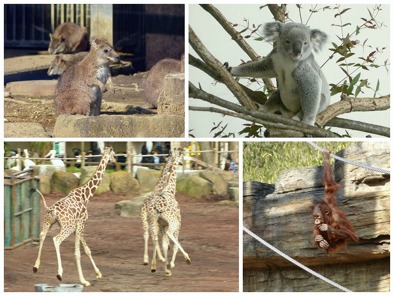 動物のびのび 多摩動物公園 日野 昭島 東京 の旅行記 ブログ By Jiuさん フォートラベル