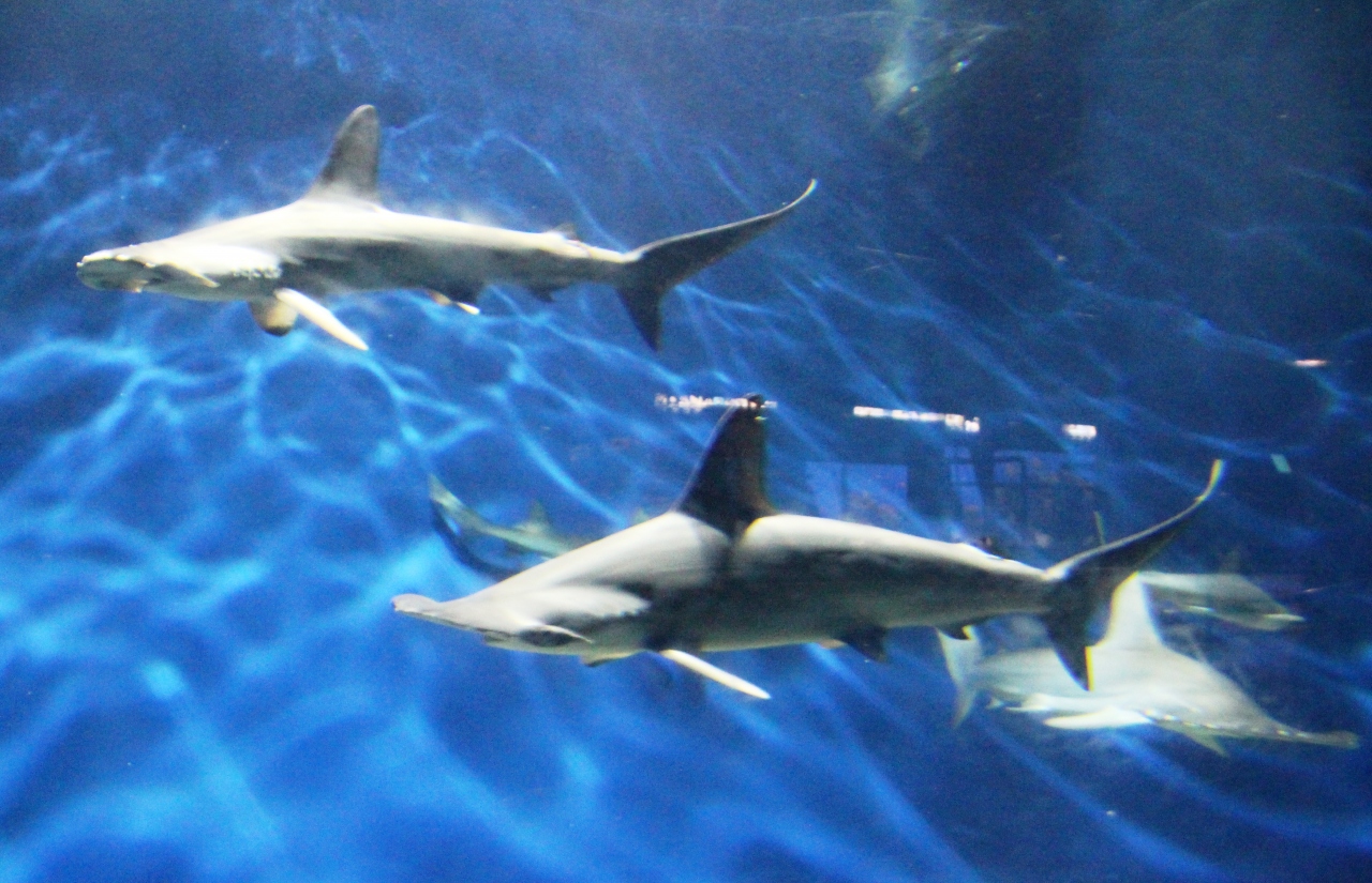 鮫の展示が充実 アシカ イルカショーも楽しいアクアワールド茨城県大洗水族館 大洗 茨城県 の旅行記 ブログ By 吉備津彦さん フォートラベル